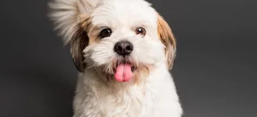 Adotti un cane e non paghi la Tari